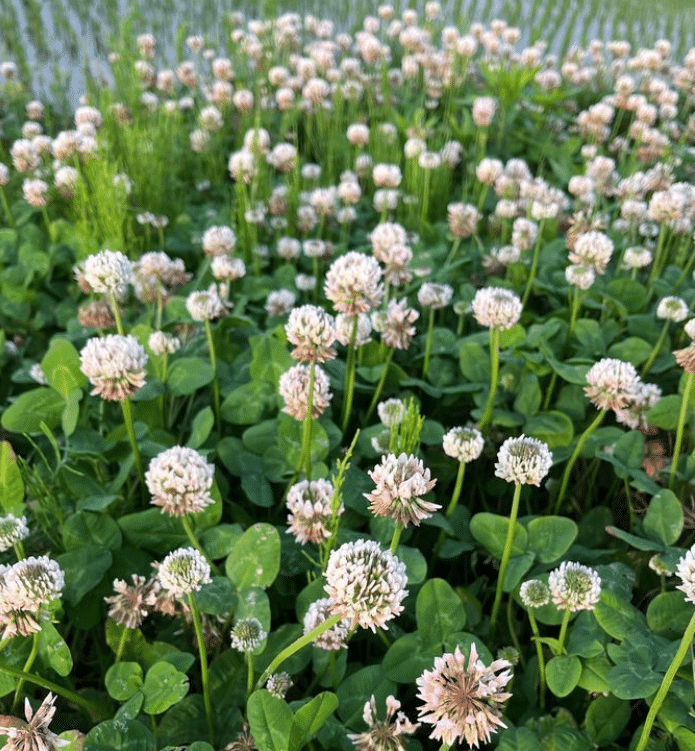 How To Get Rid Of Clover In Lawn