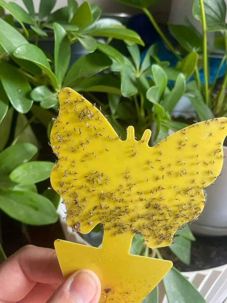 How To Get Rid Of Lawn Gnats Naturally