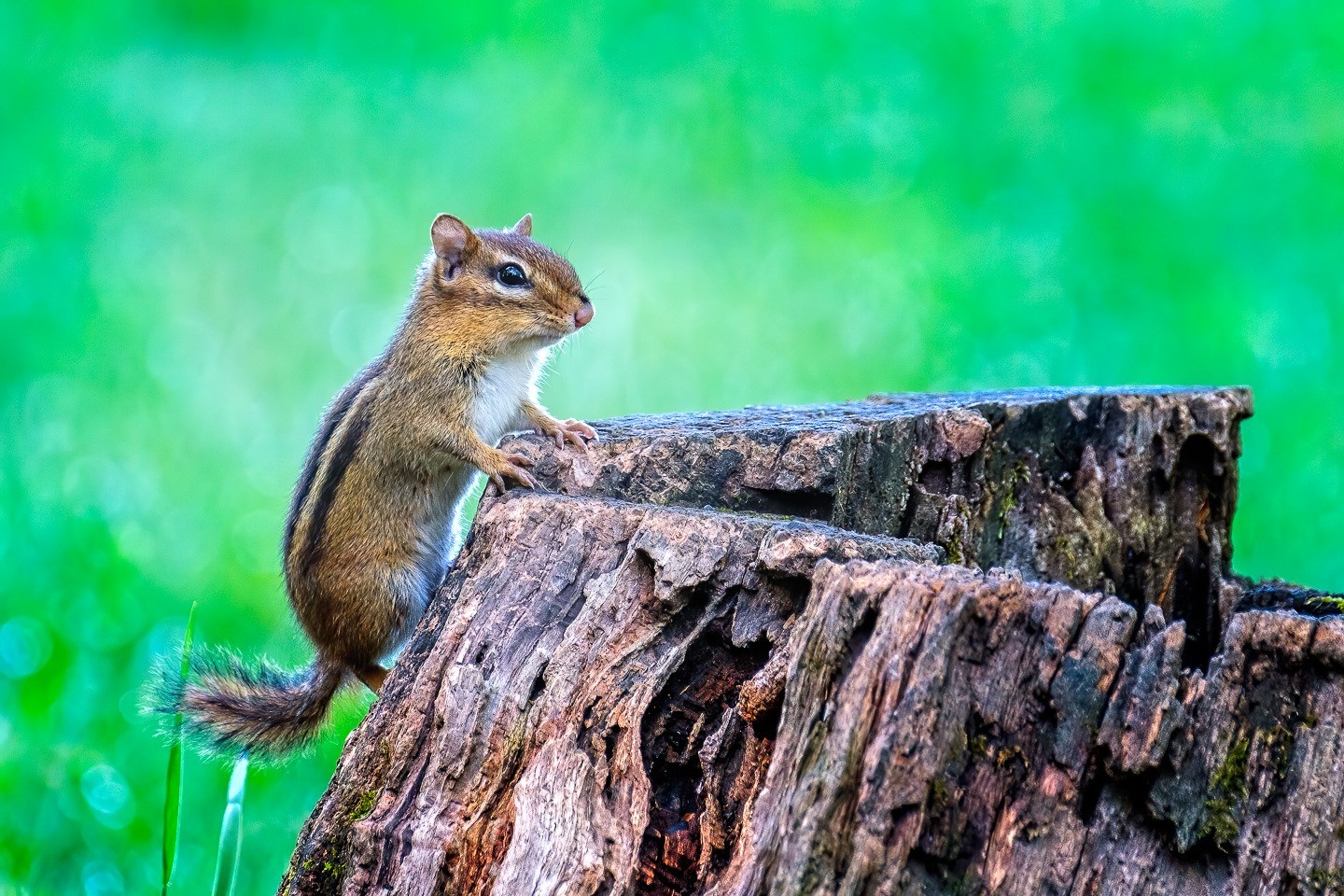 how-to-get-rid-of-chipmunks-in-your-yard