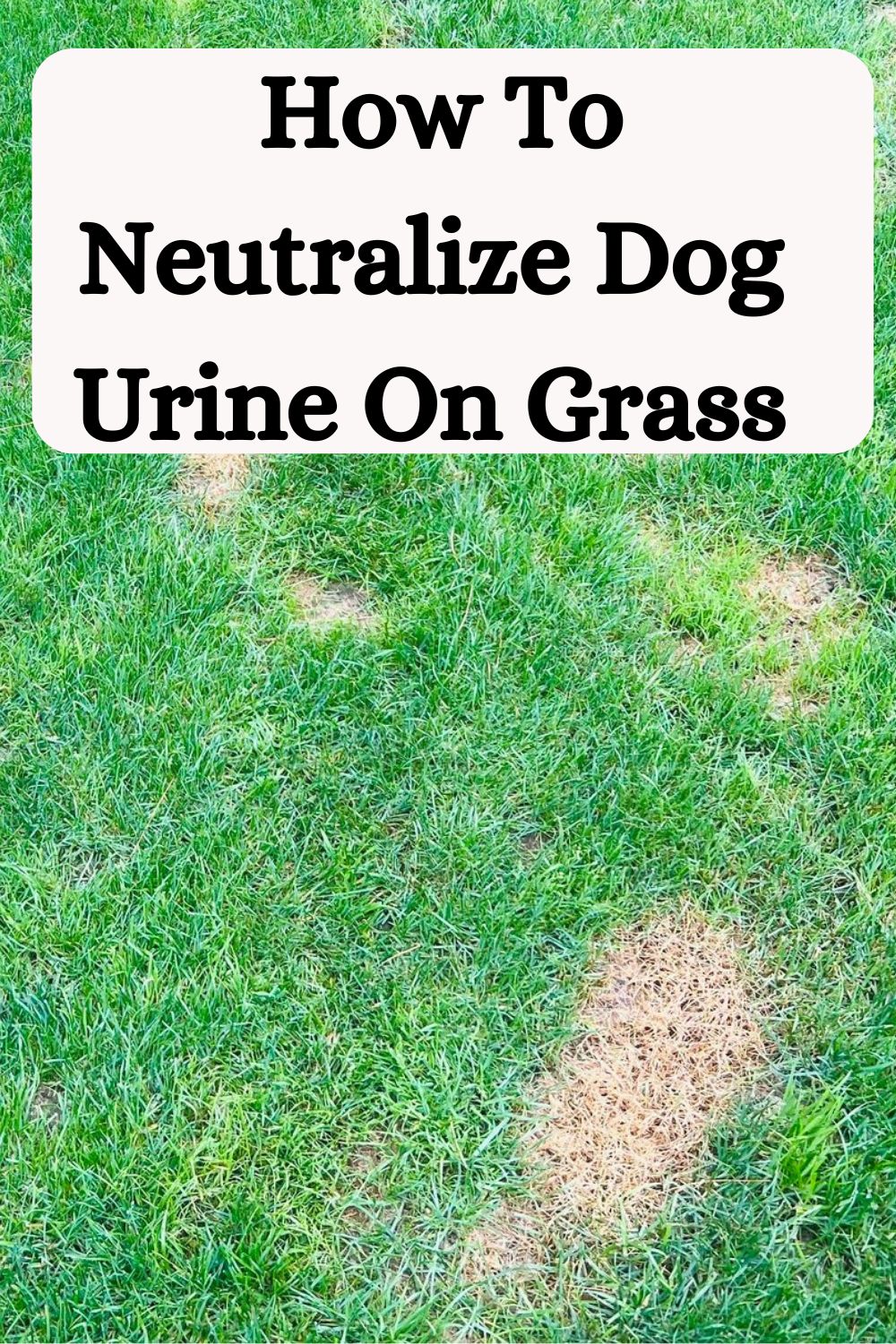 How To Neutralize Dog Urine On Grass