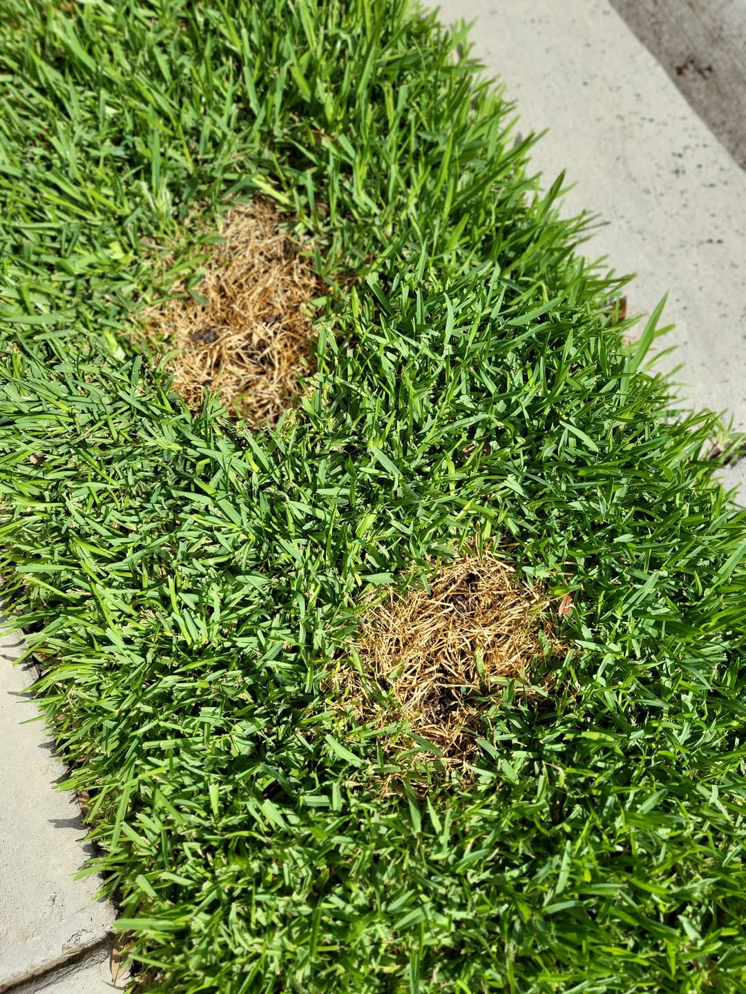 How To Neutralize Dog Urine On Grass