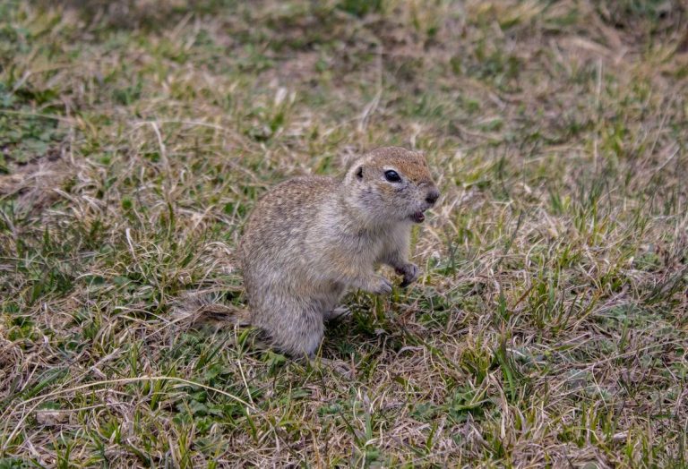 How to Get Rid of Gophers in Your Yard And Garden