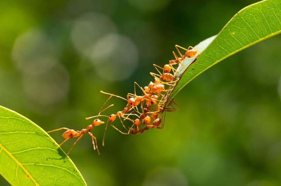 Does Neem Oil Kill Ants?