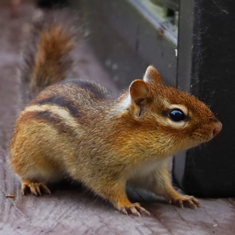 How To Get Rid Of Chipmunks In Your Yard