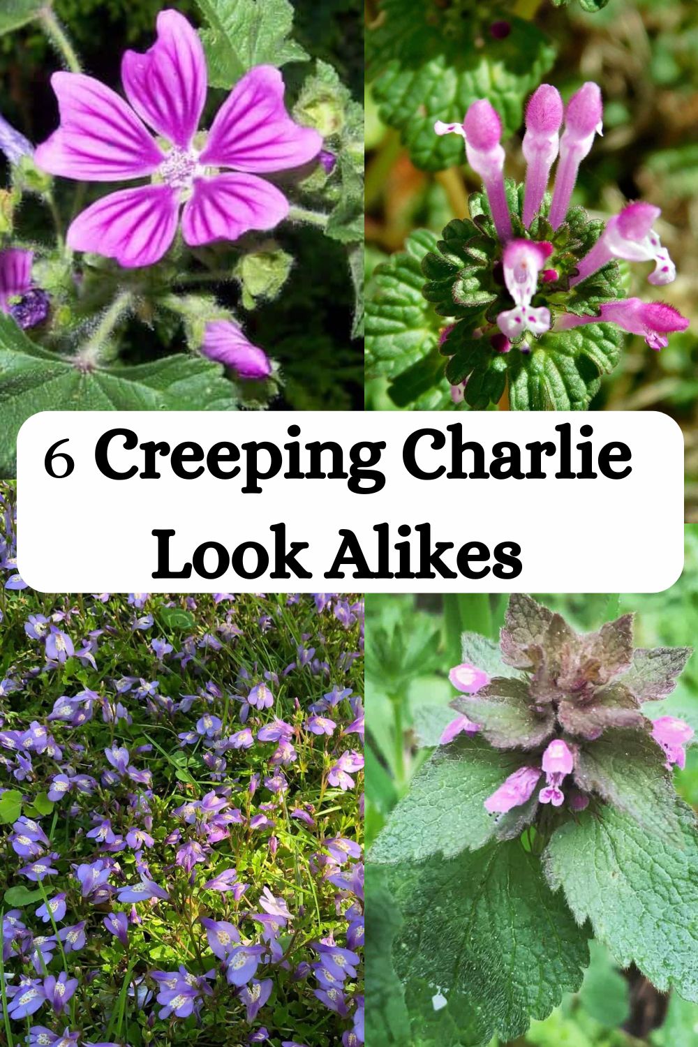 Creeping Charlie Look Alikes