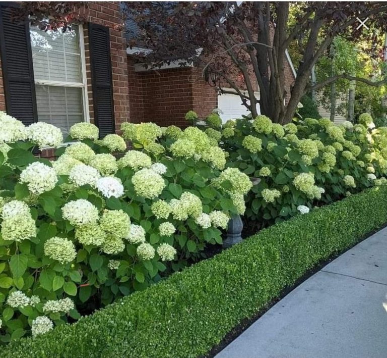 16 Best Shrubs For Front of House to Boost Your Curb Appeal