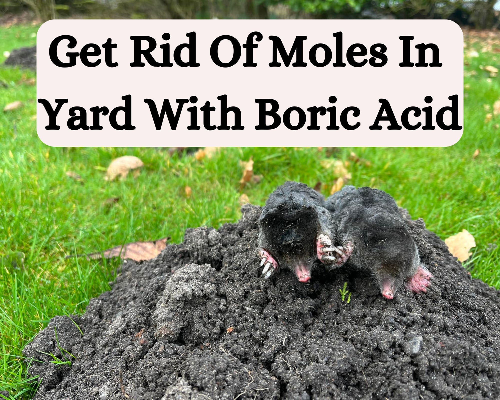 Get Rid Of Moles In Yard With Boric Acid