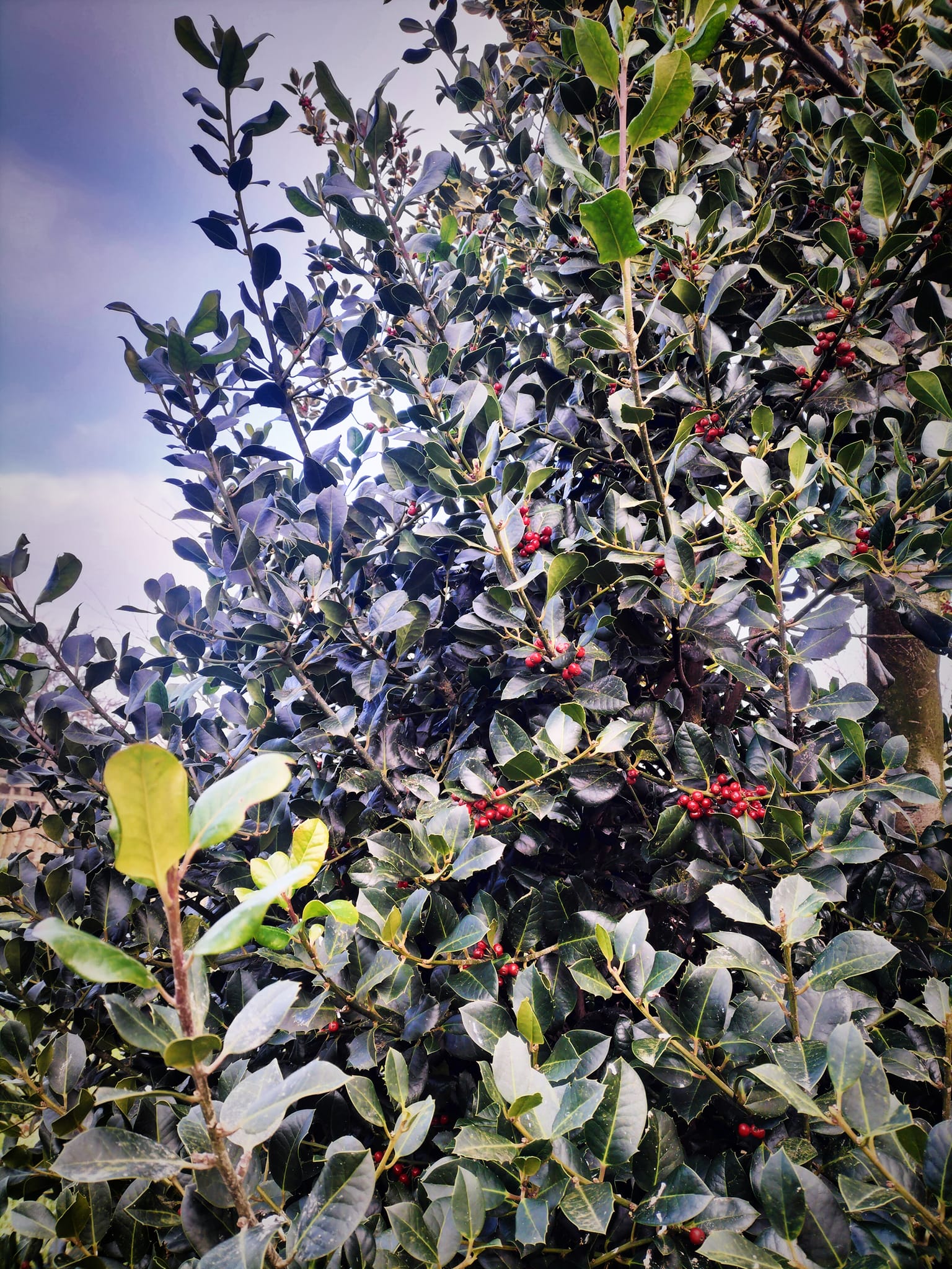 Landscaping Plants That Look Good Year Round