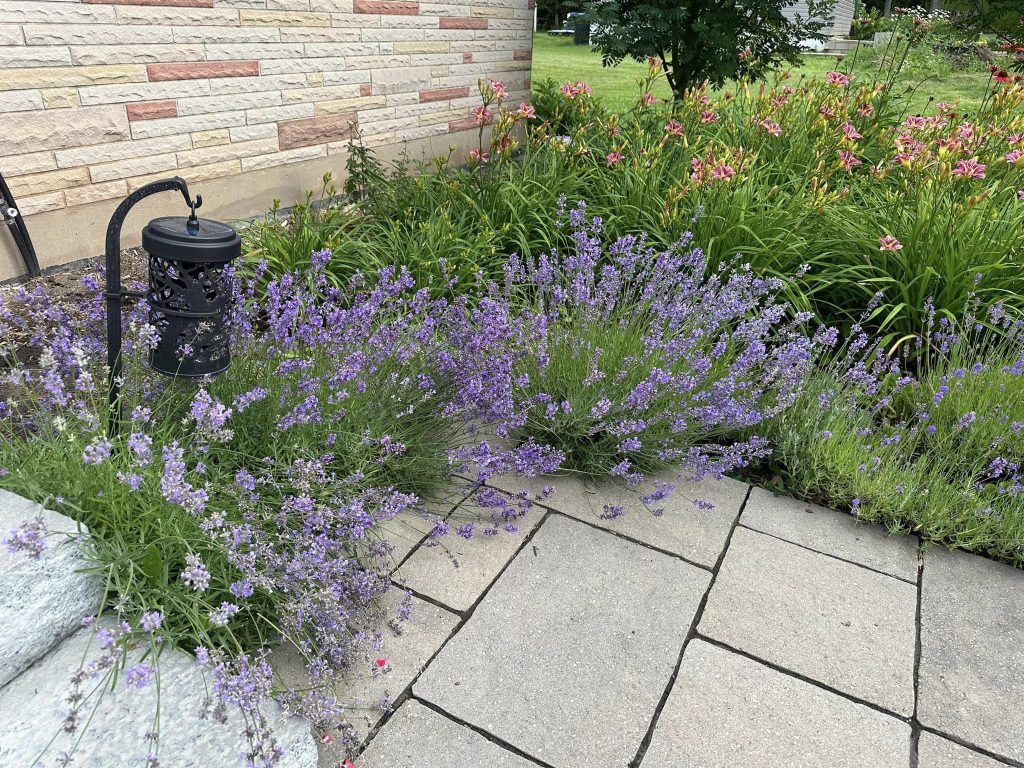 20 Landscaping Plants That Look Good Year Round