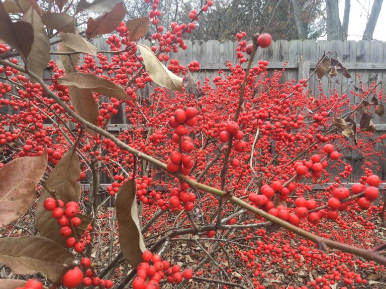 20 Landscaping Plants That Look Good Year Round