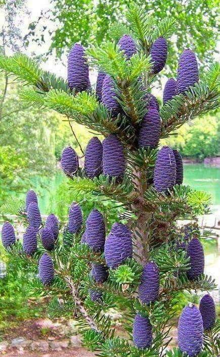 Low maintenance landscaping plants that look good year round