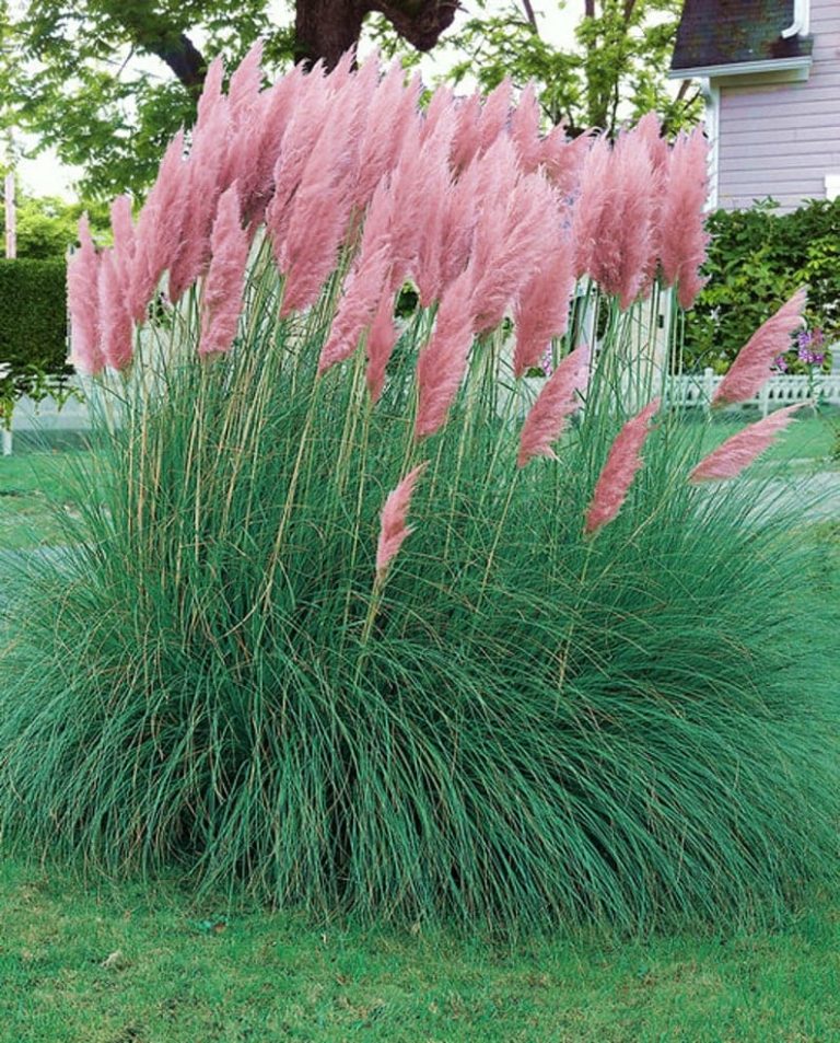 20 Front Yard Landscaping Ideas