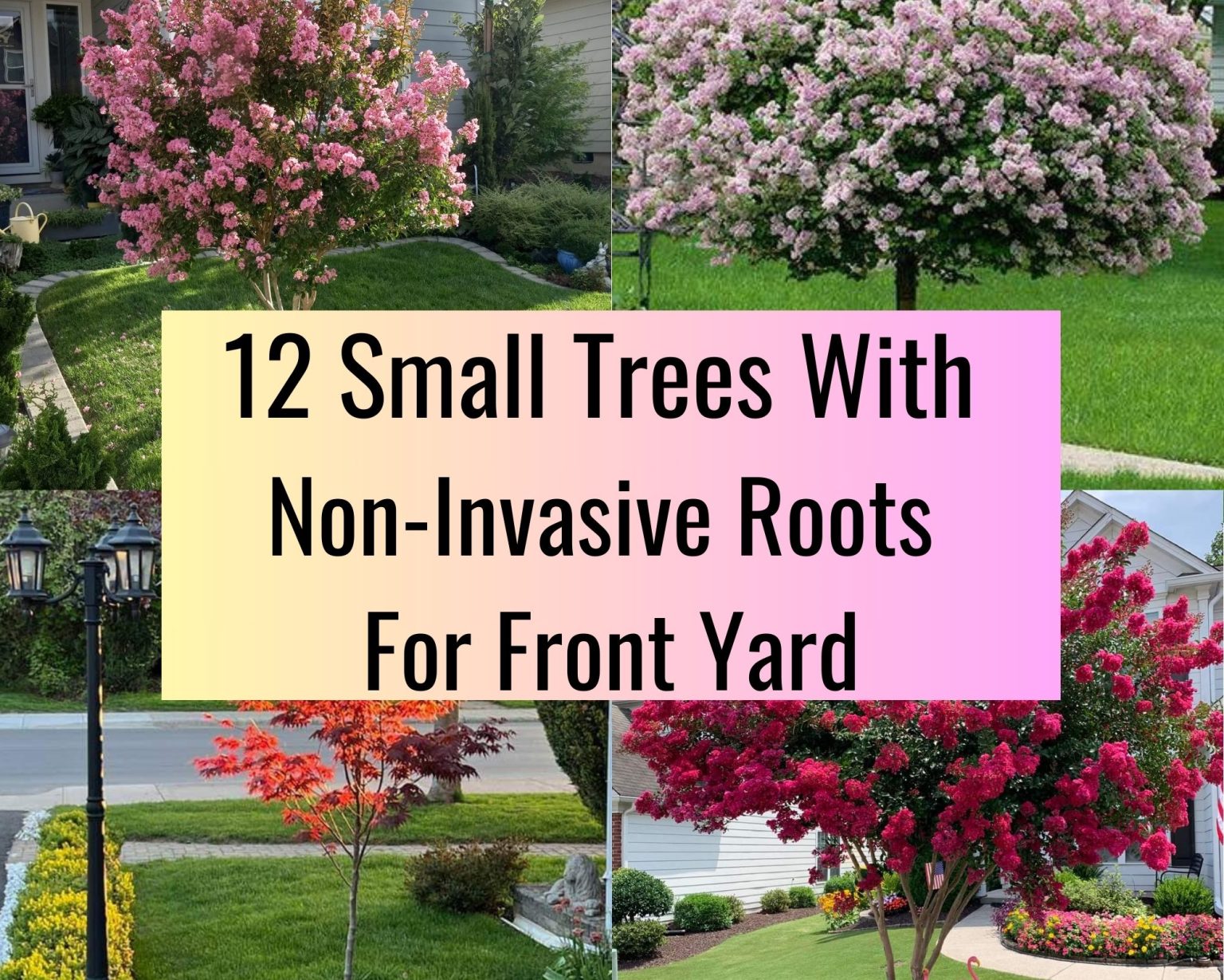 12 Small Trees With Non Invasive Roots For Front Yard