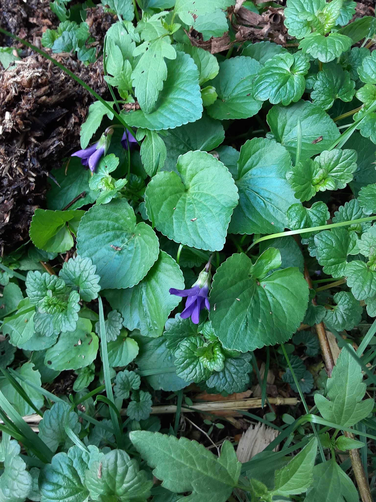How to Get Rid of Creeping Charlie in Lawn