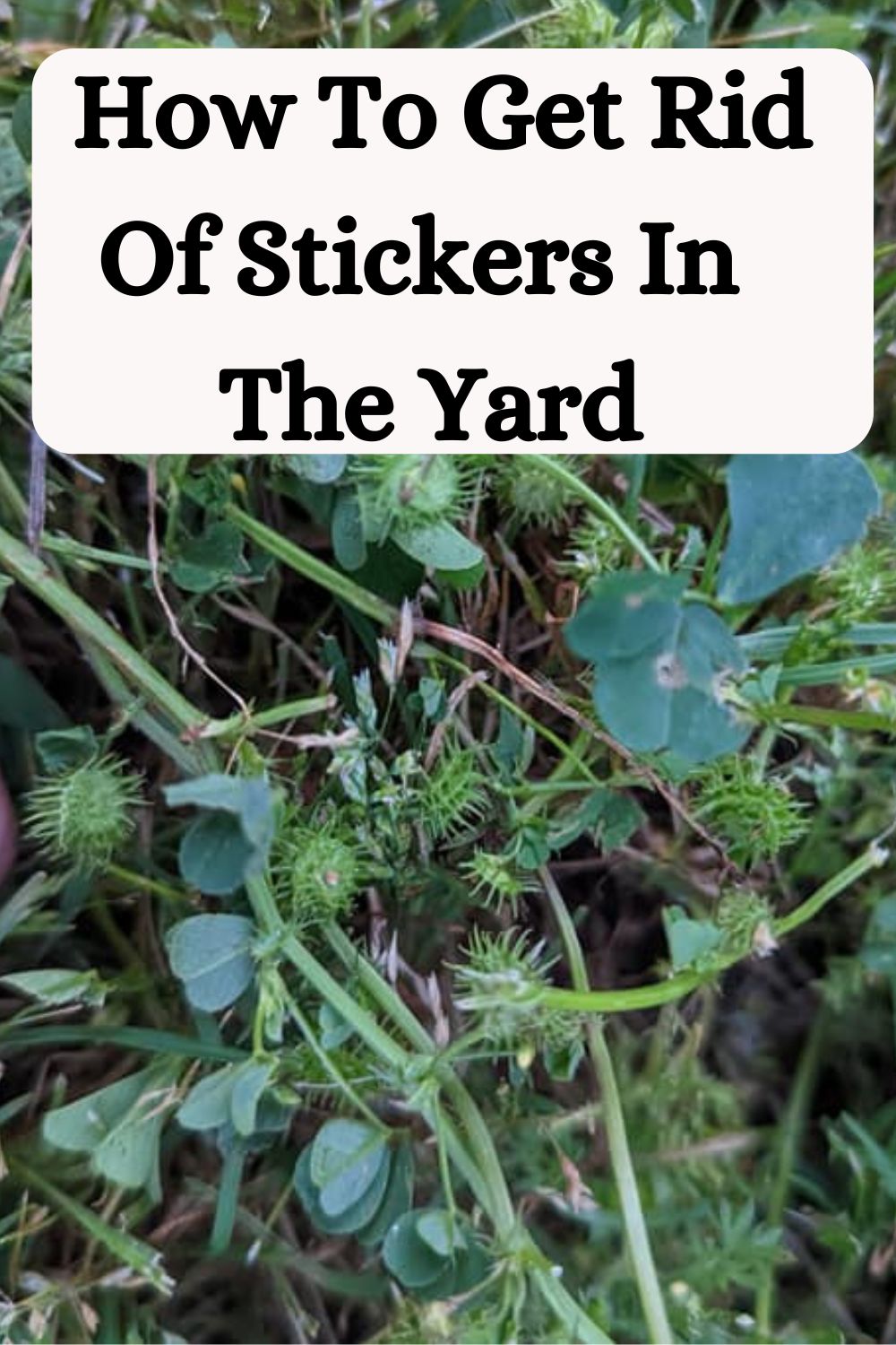 How To Get Rid Of Stickers In The Yard