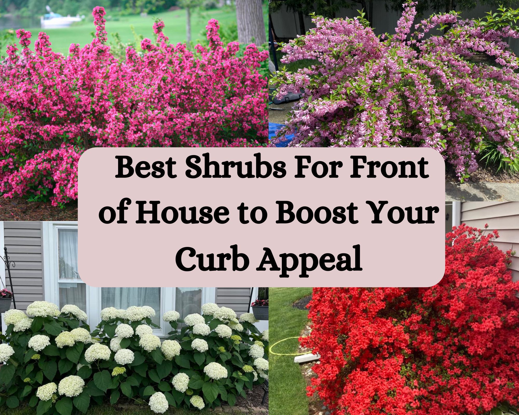 16 Best Shrubs For Front of House to Boost Your Curb Appeal