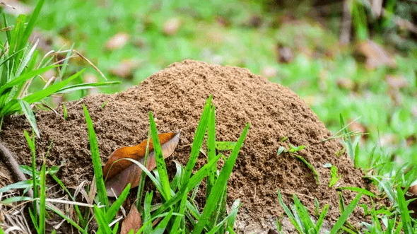 How To Get Rid of Ant Hills Easily