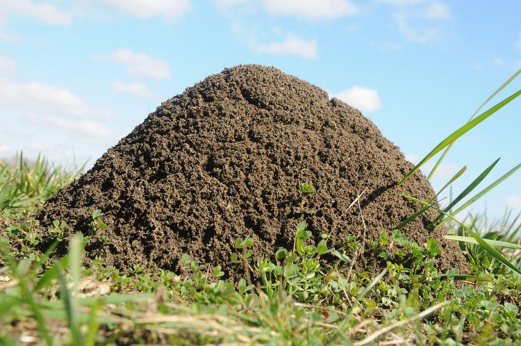how to get rid of ant hills in the yard