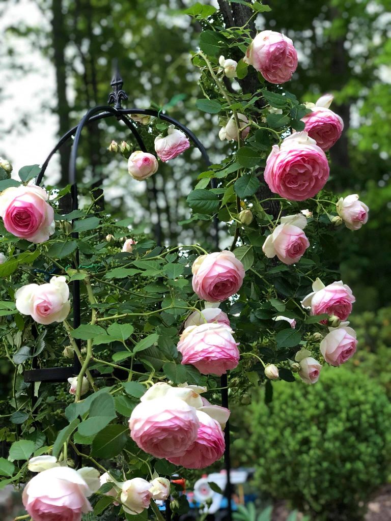 Pass Along Roses What To Plant Along The Fence Line: 15 Excellent Choices