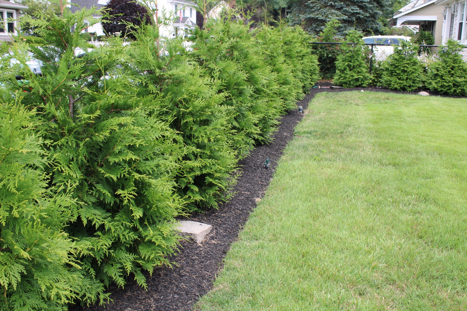 20 Fast Growing Shrubs and Bushes To Create Privacy