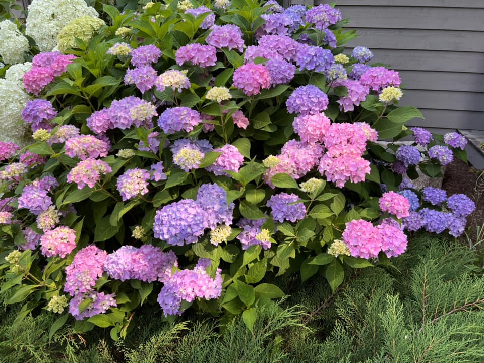 What To Plant Along The Fence Line: 14 Excellent Choices