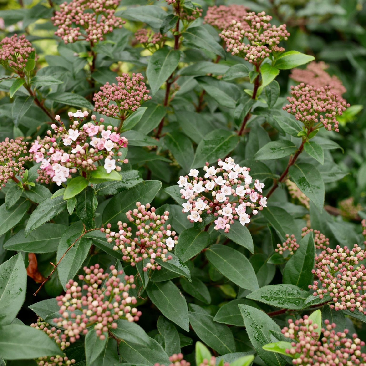 20 Fast Growing Shrubs and Bushes To Create Privacy