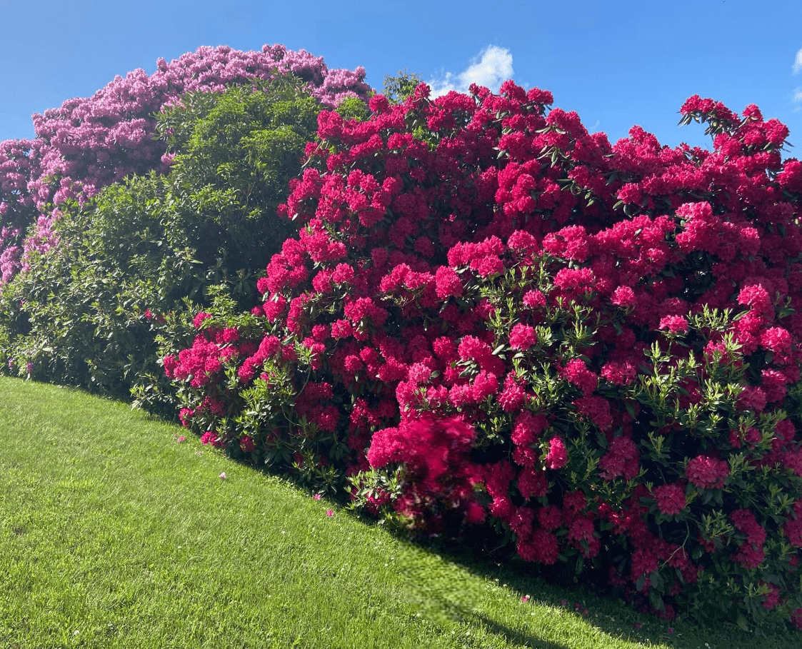 Tall fast growing shrubs and bushes for creating privacy