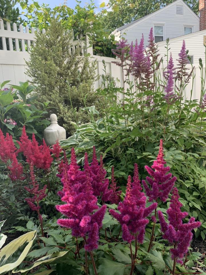 best plants to grow under trees
