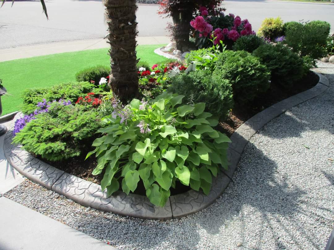 plants to grow under trees 