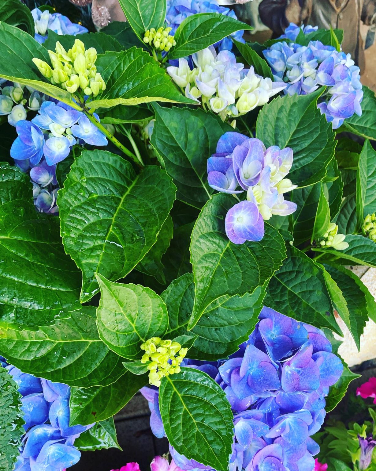 How And When To Fertilize Hydrangeas For Bigger Blooms