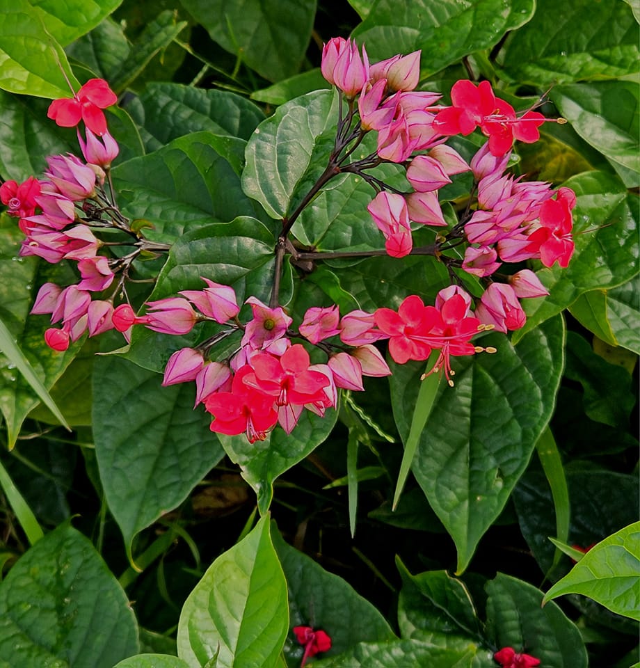 best flowers to grow under trees