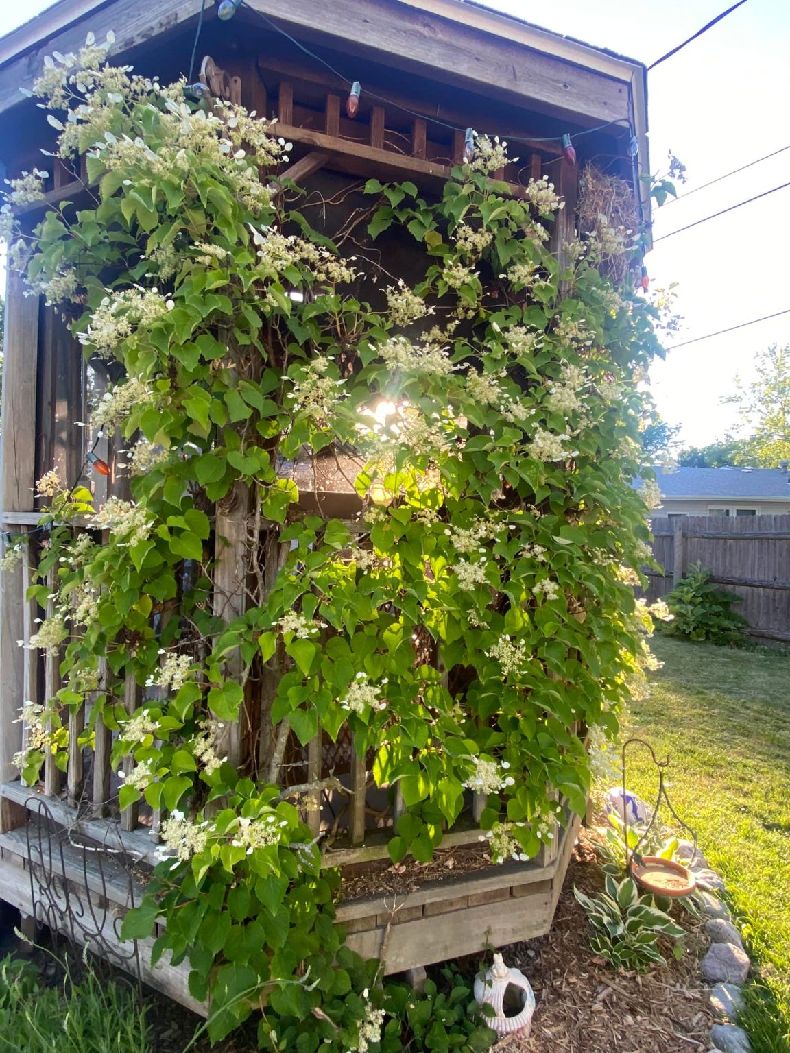 How And When To Fertilize Hydrangeas For Bigger Blooms