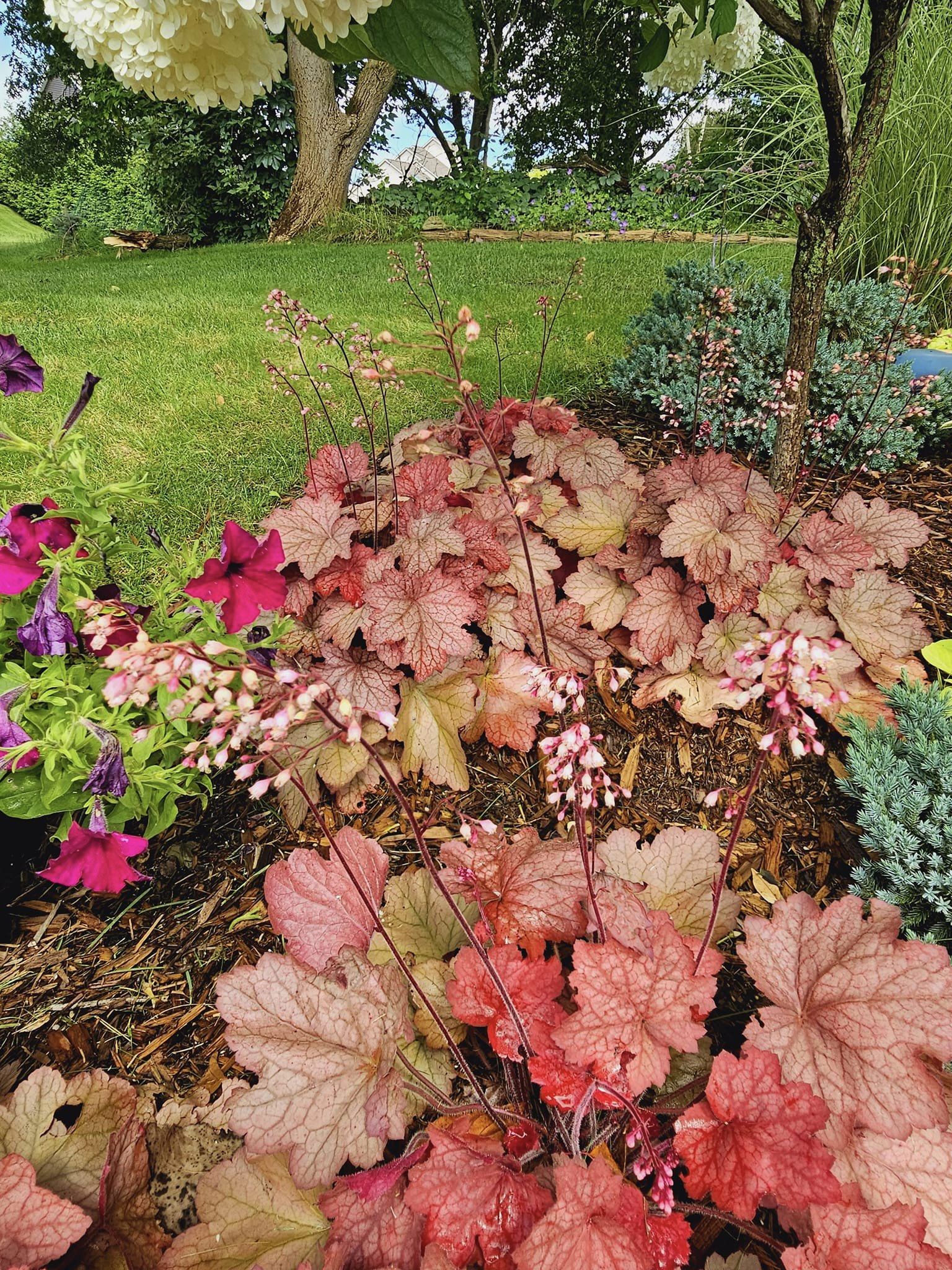 plants to grow under trees 