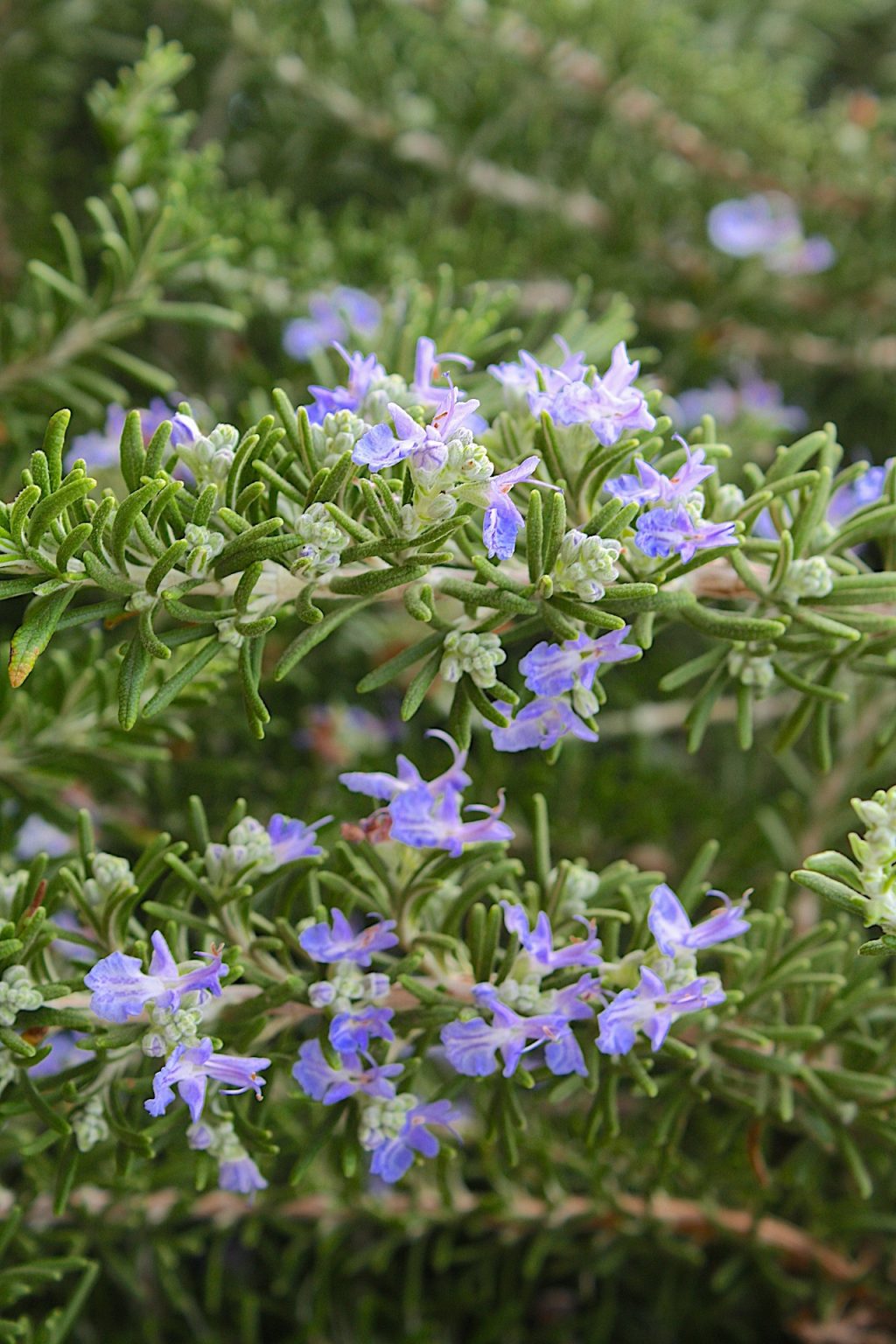 10 Best Edible Ground Cover Plants For Your Yard