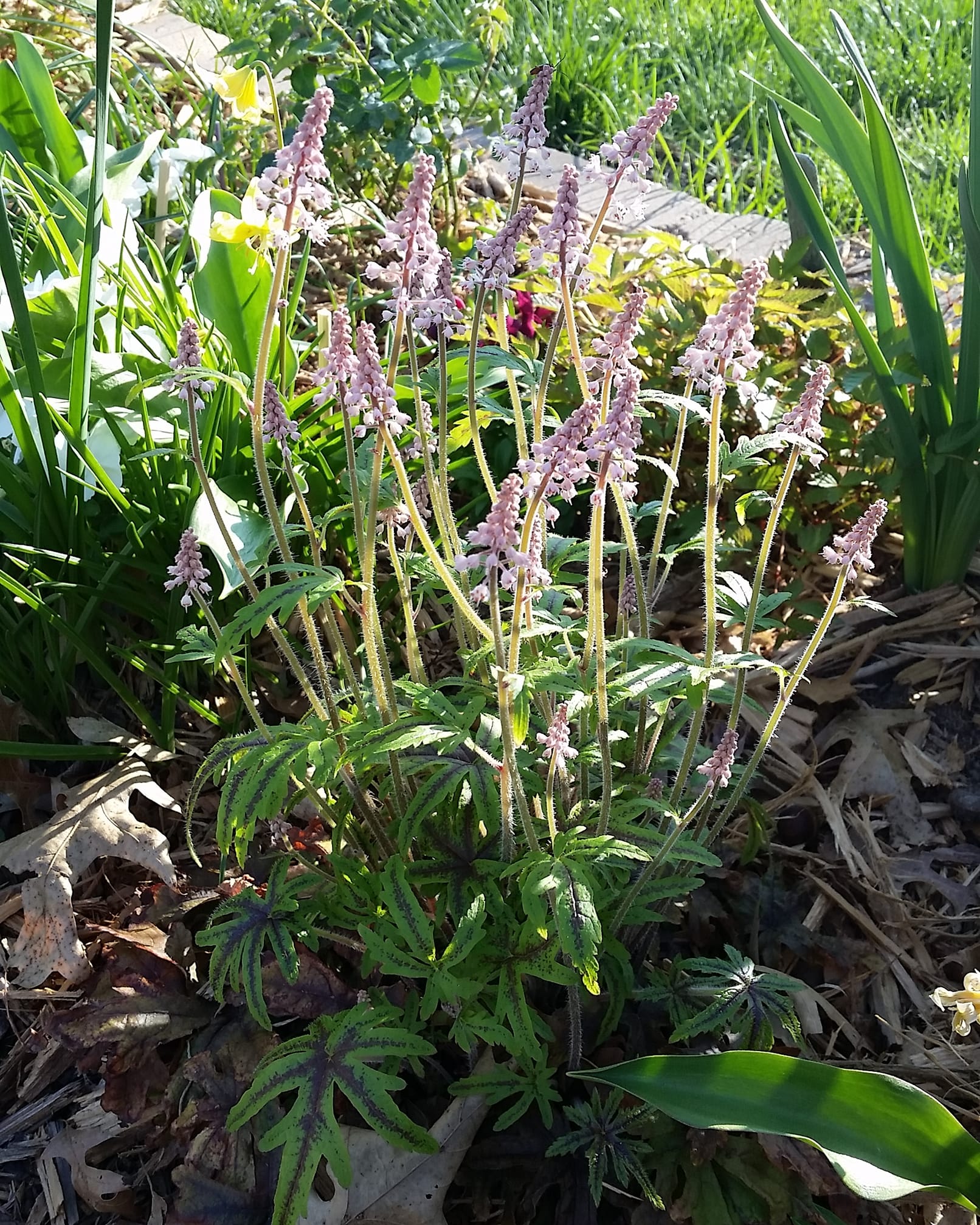 plants to grow under trees 