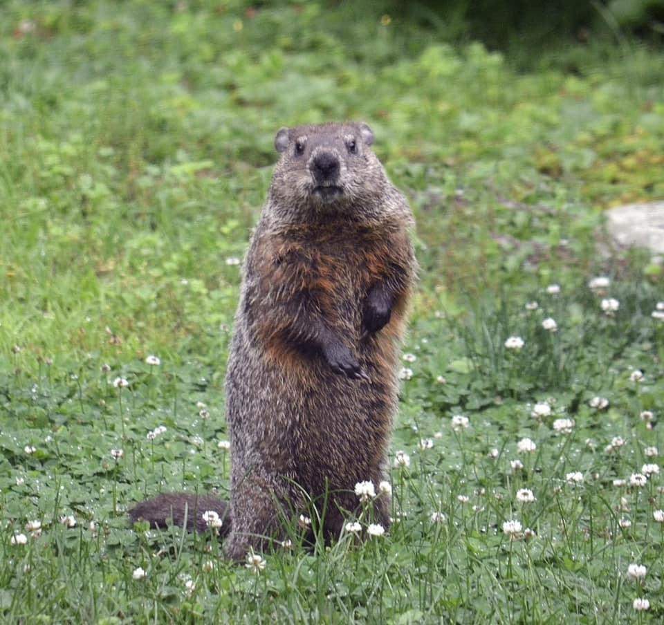 How To Get Rid Of Groundhogs In Yard And Garden