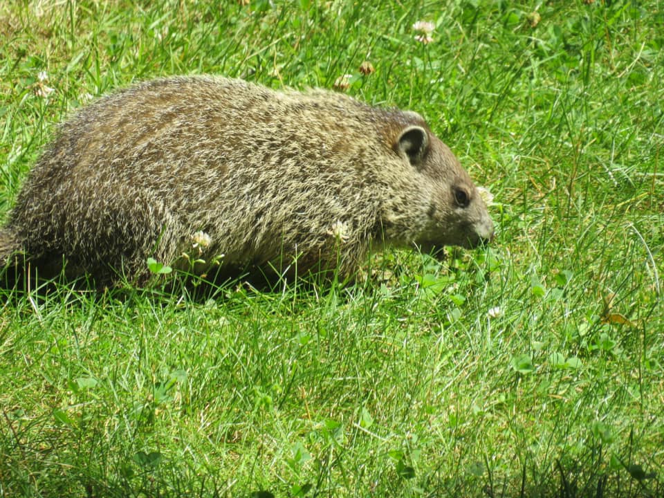 How To Get Rid Of Groundhogs In Yard And Garden