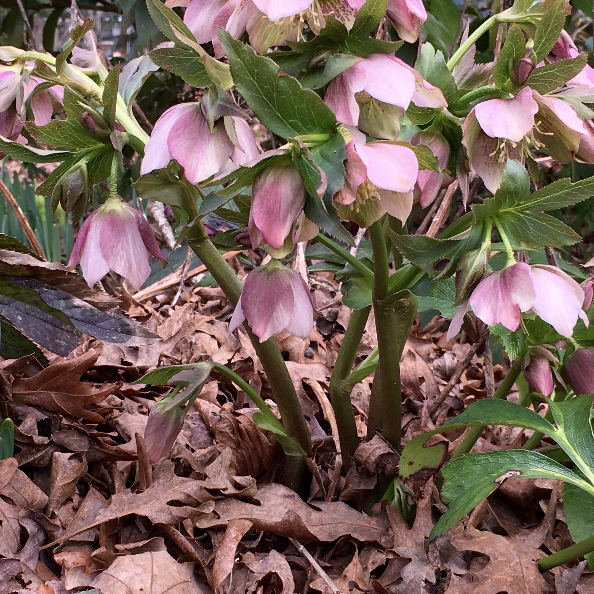 best flowers to plant under a tree