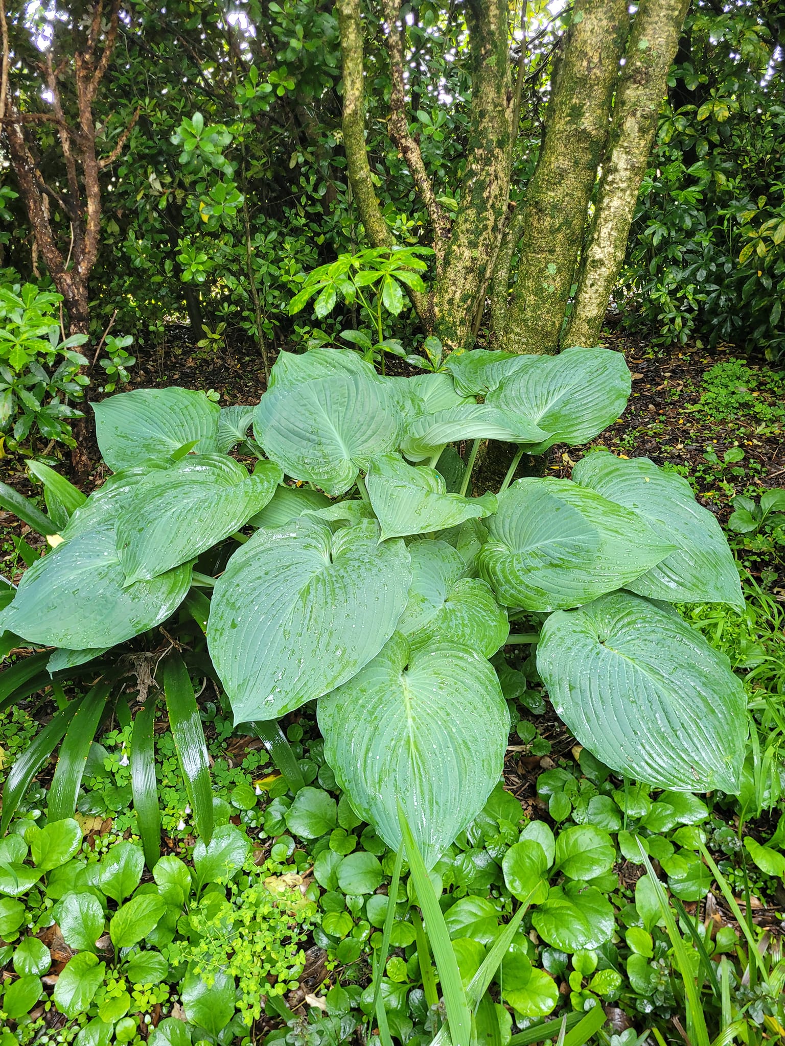 16 Best Plants To Grow Under Trees For Landscaping