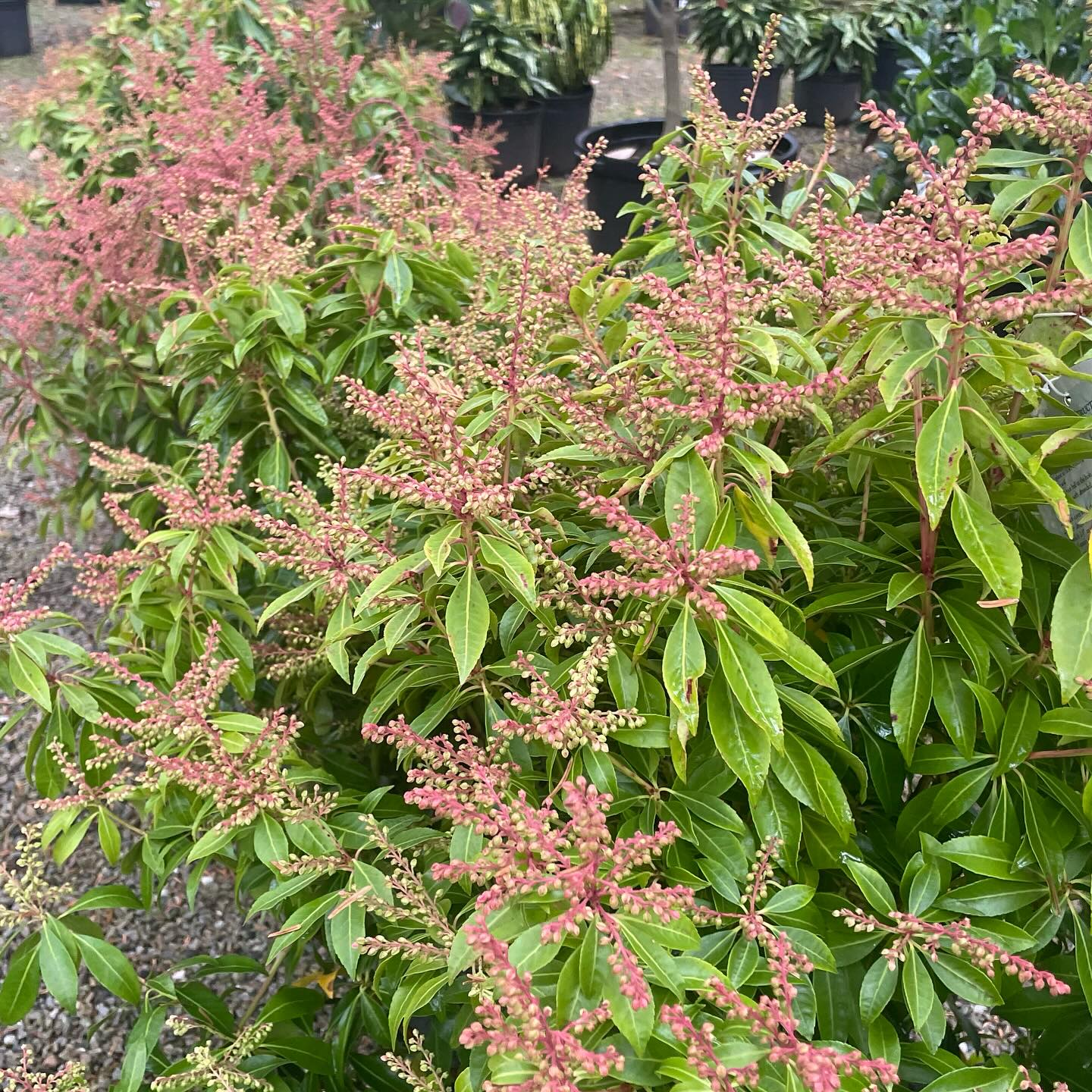 low maintenance shrubs for shade