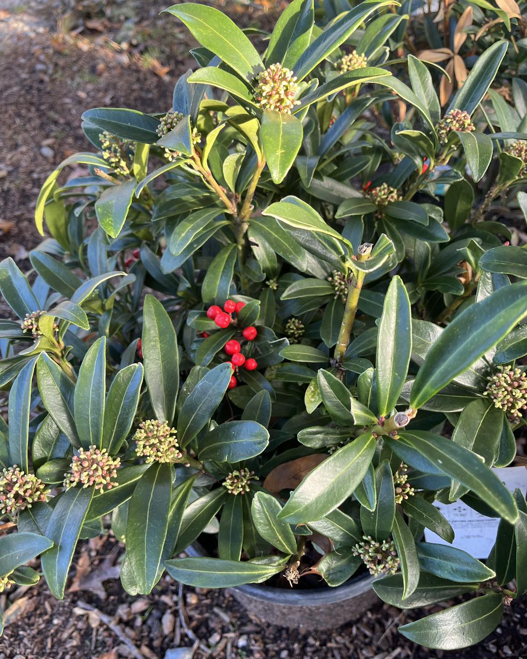 best shrubs to plant under trees