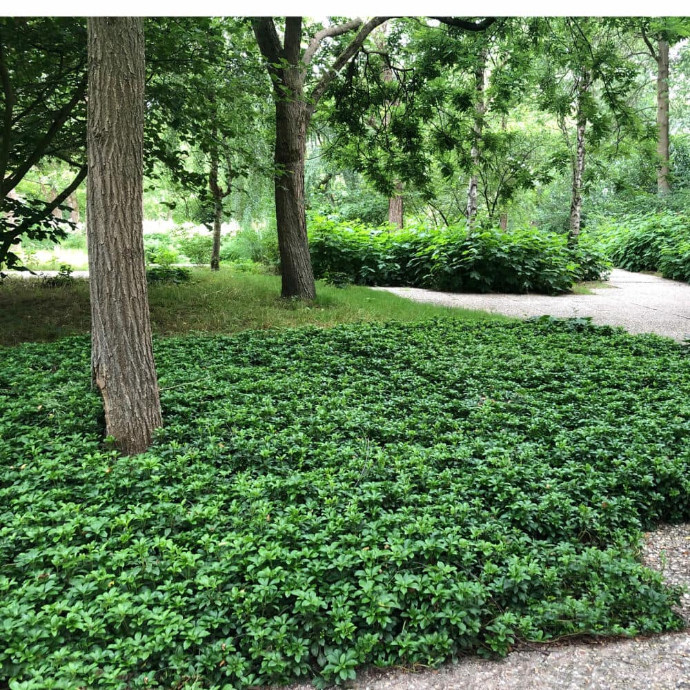 plants to grow under trees