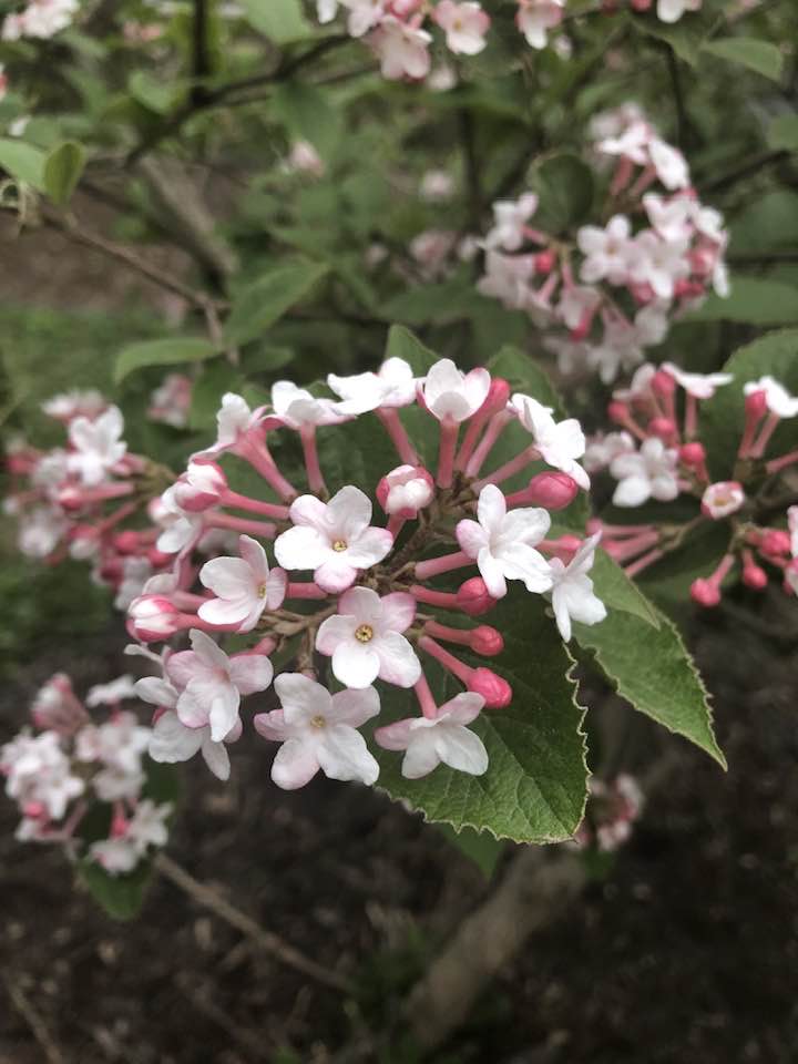 flowers to grow under trees