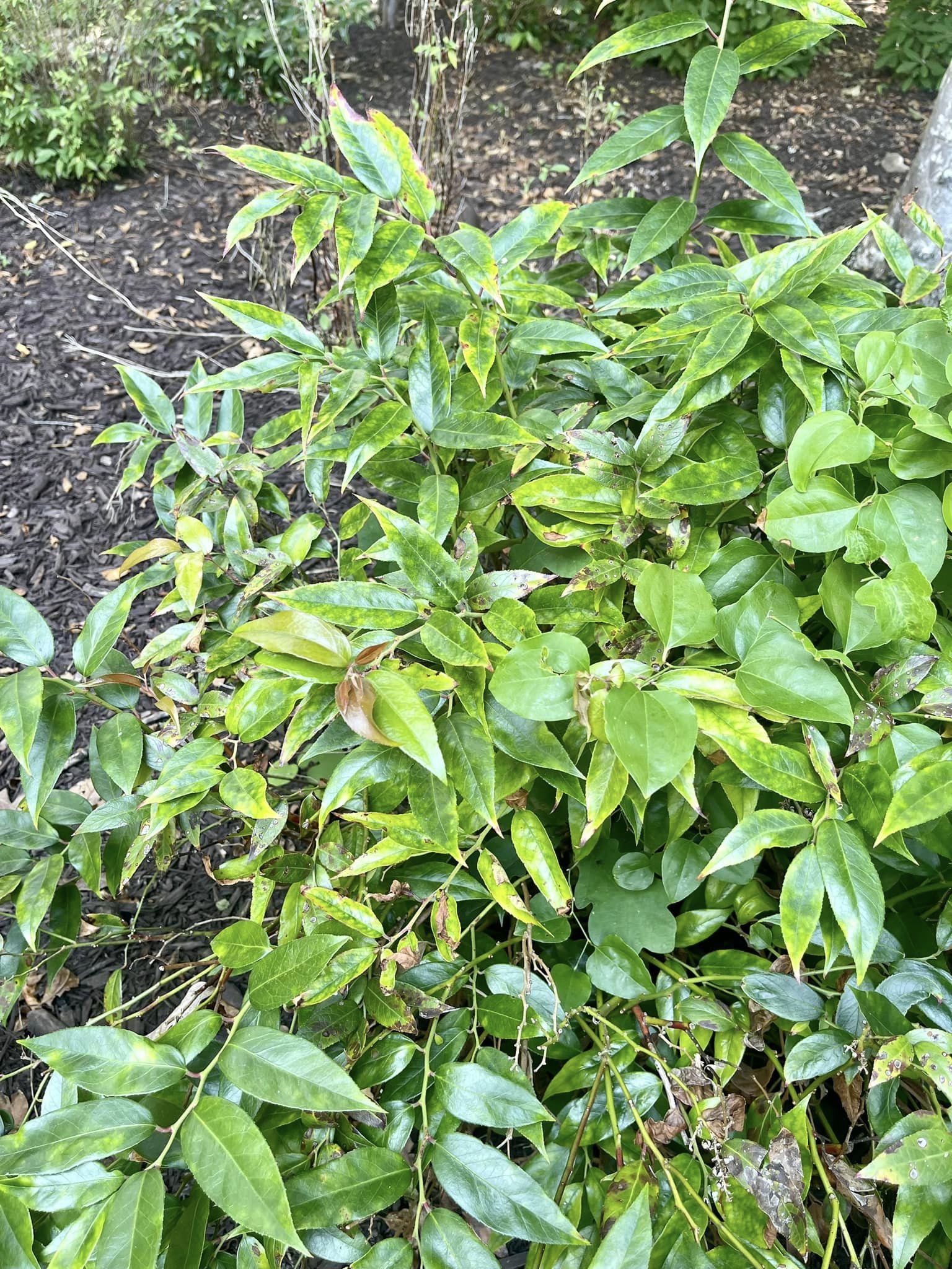 shrubs to grow under trees