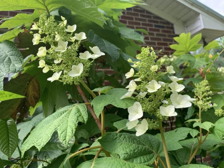 How And When To Fertilize Hydrangeas For Bigger Blooms