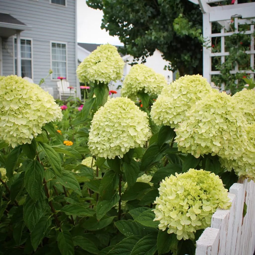 How And When To Fertilize Hydrangeas For Bigger Blooms