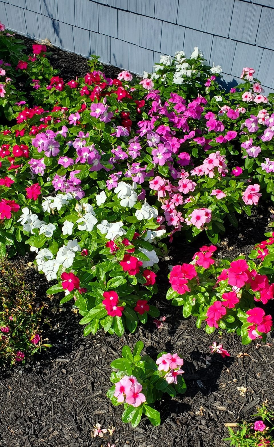 Best Ground Covers To Plant Under Trees