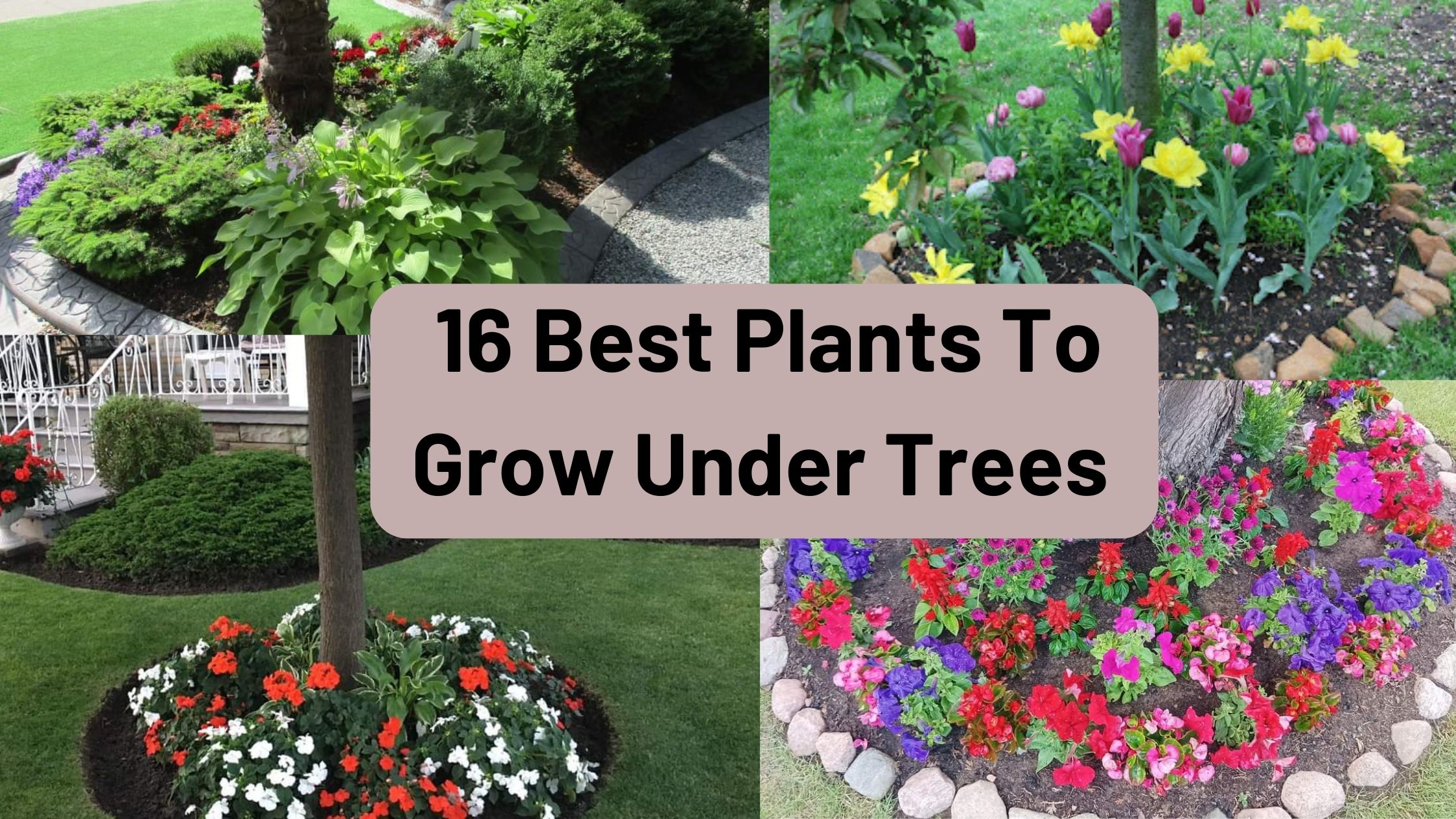 Best Plants To Grow Under Trees