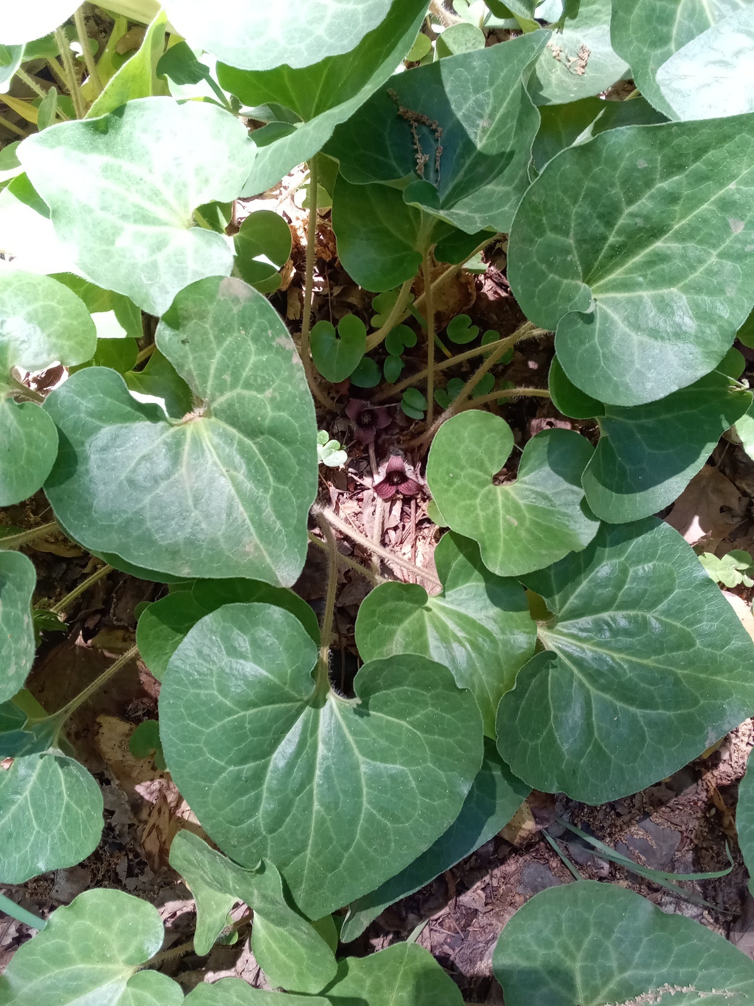 Native Plants For Under Trees