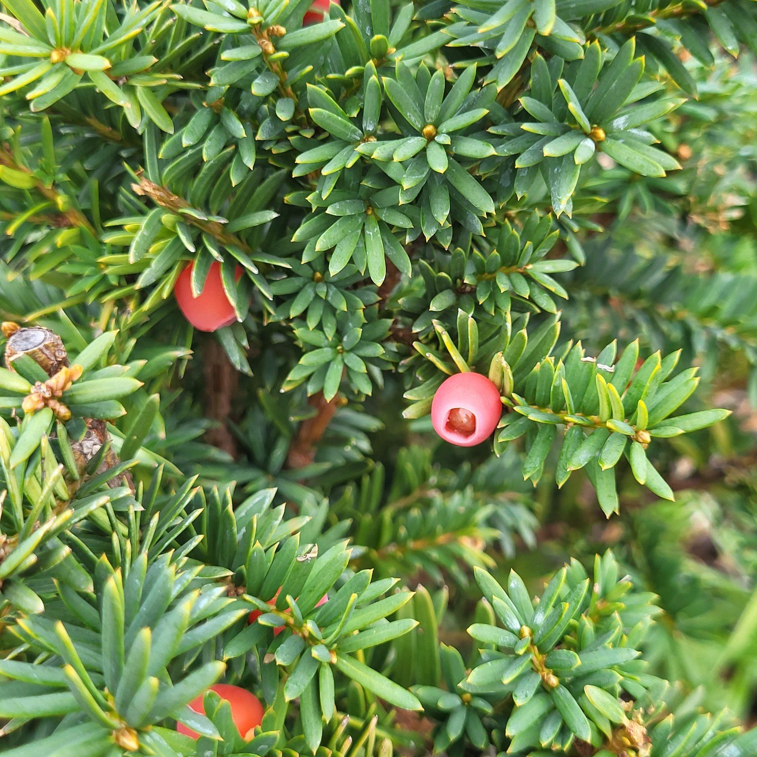 plants to grow under trees in shade